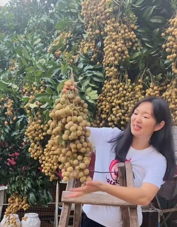 Four Seasons Honey Longan Plant - Image 6