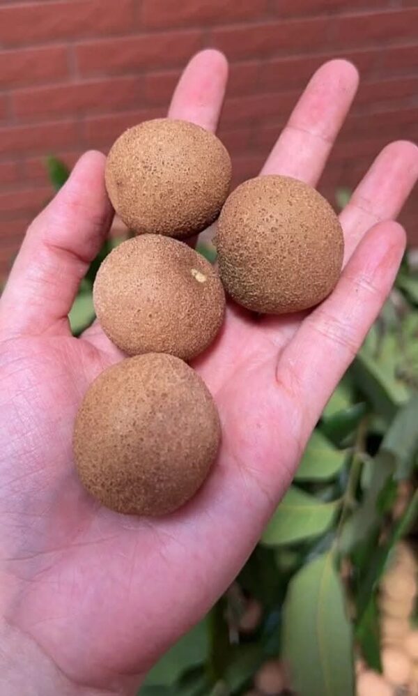 Four Seasons Honey Longan Plant - Image 5