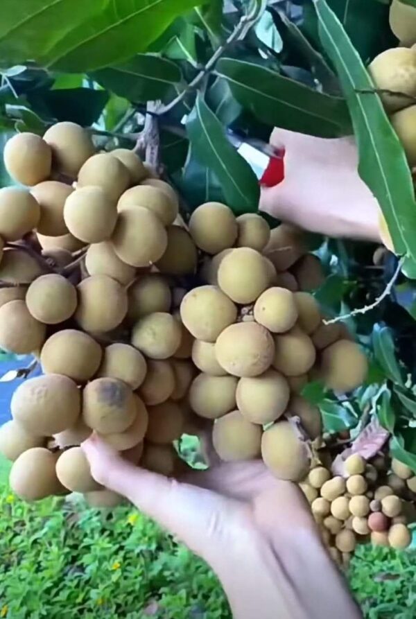 Four Seasons Honey Longan Plant - Image 4