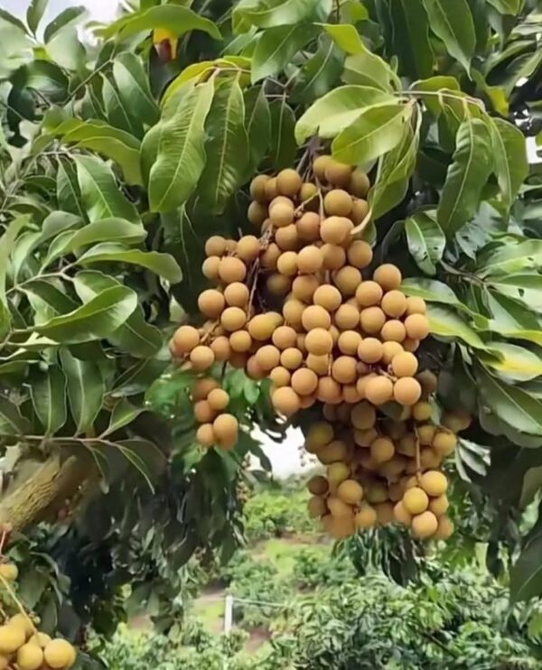 Four Seasons Honey Longan Plant - Image 2