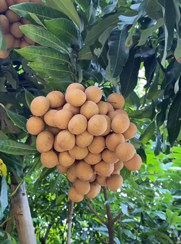 Four Seasons Honey Longan Plant