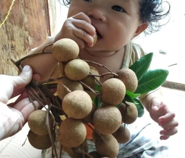 Dayuan Longan Plant - Image 5