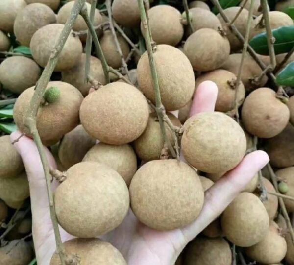 Dayuan Longan Plant