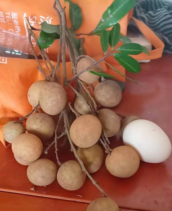 Dayuan Longan Plant - Image 2