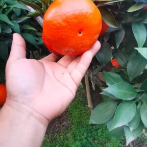 Mihaya Tengerine