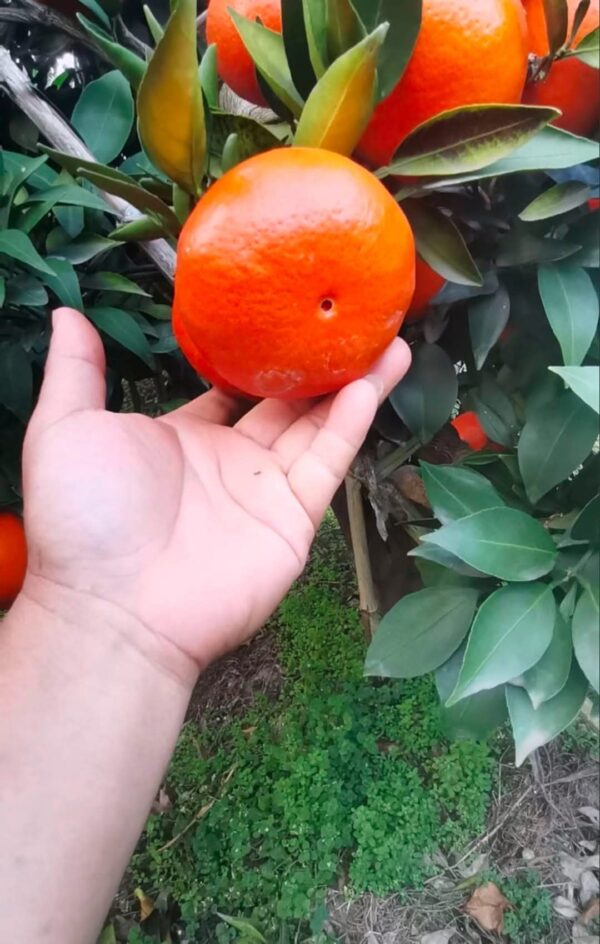 Mihaya Tengerine