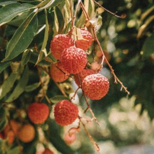 Close-up of ripe lychee fruits on a tree with lush green leaves and soft sunlight.