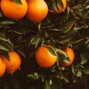 Fresh oranges hanging from a leafy tree branch, showcasing nature's bounty.
