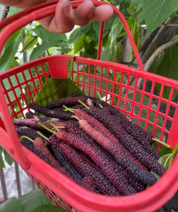 মি চাং মালবেরি (Mi Chang Mulberry) - Image 3