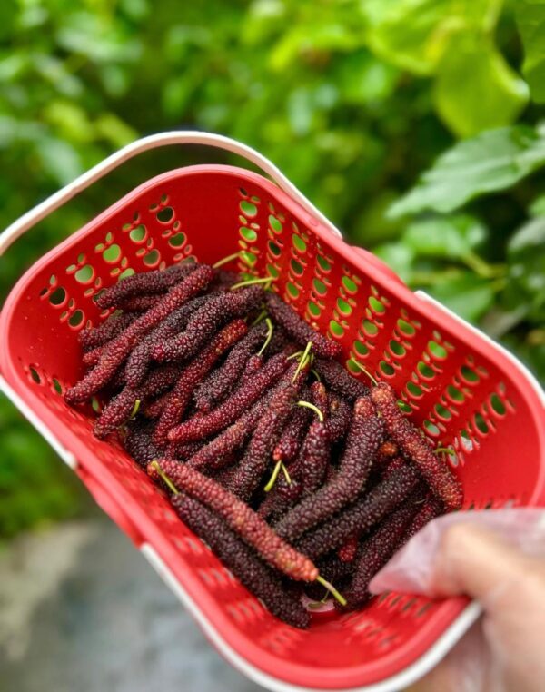 মি চাং মালবেরি (Mi Chang Mulberry) - Image 2