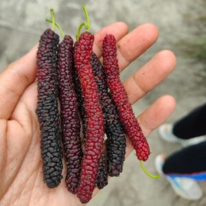 মি চাং মালবেরি (Mi Chang Mulberry)