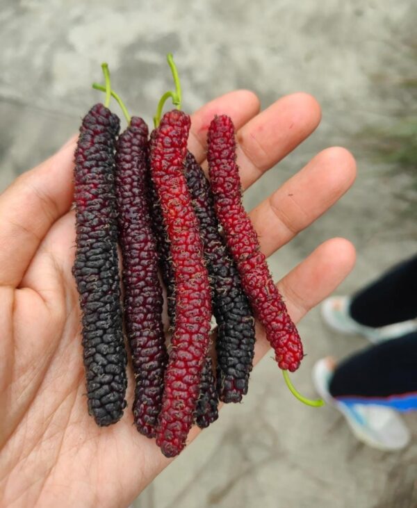 মি চাং মালবেরি (Mi Chang Mulberry)