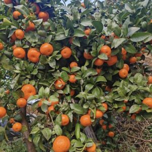 সুগার ম্যান্ডারিন চারা