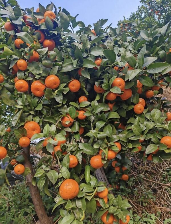 সুগার ম্যান্ডারিন চারা